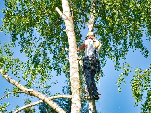 Élagage des arbres : pourquoi faut-il élaguer un arbre ?